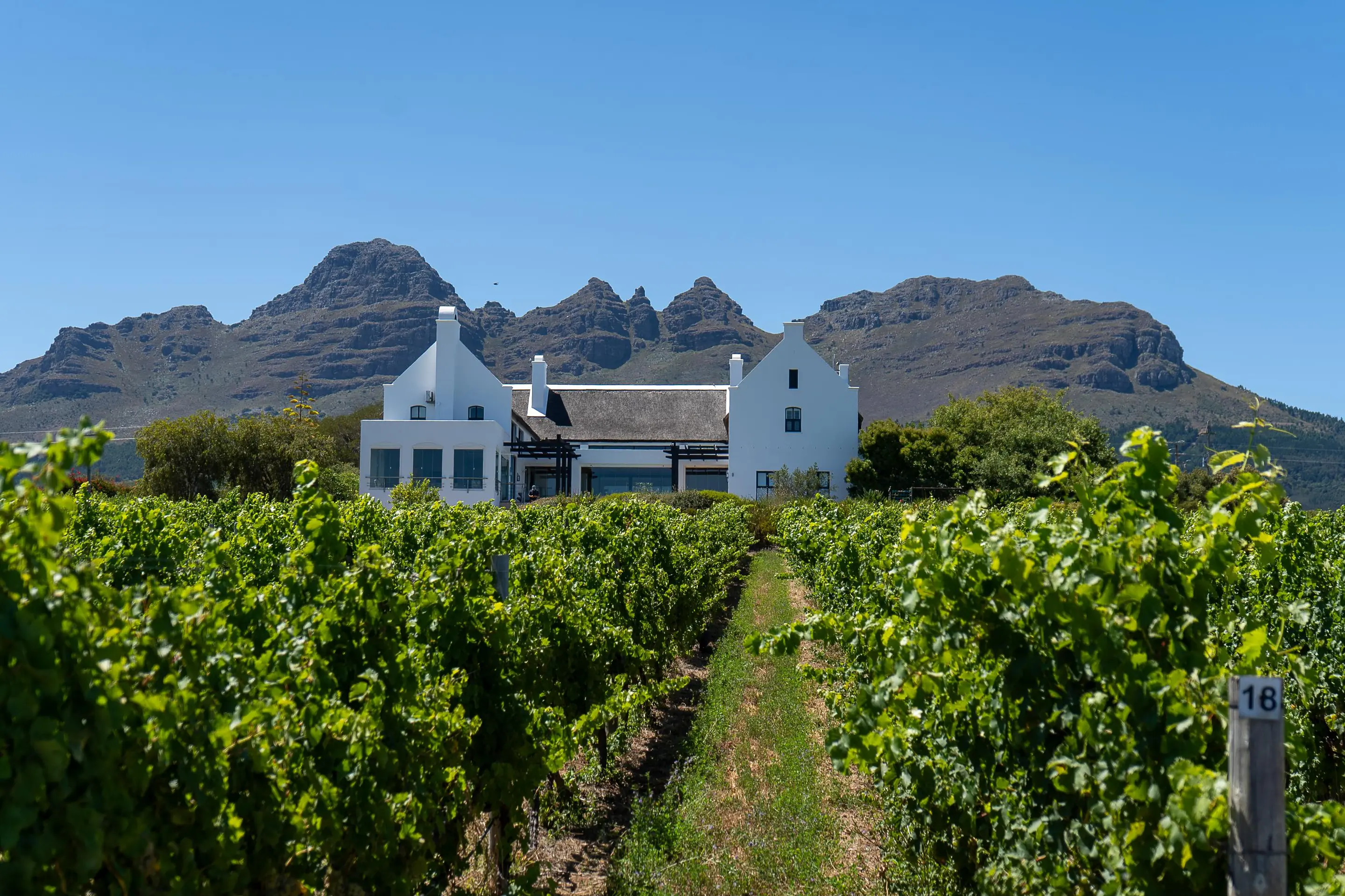 A grassed row between green vines leading to a white gabled Cape Dutch house at Longridge, with the Helderberg peaks behind
