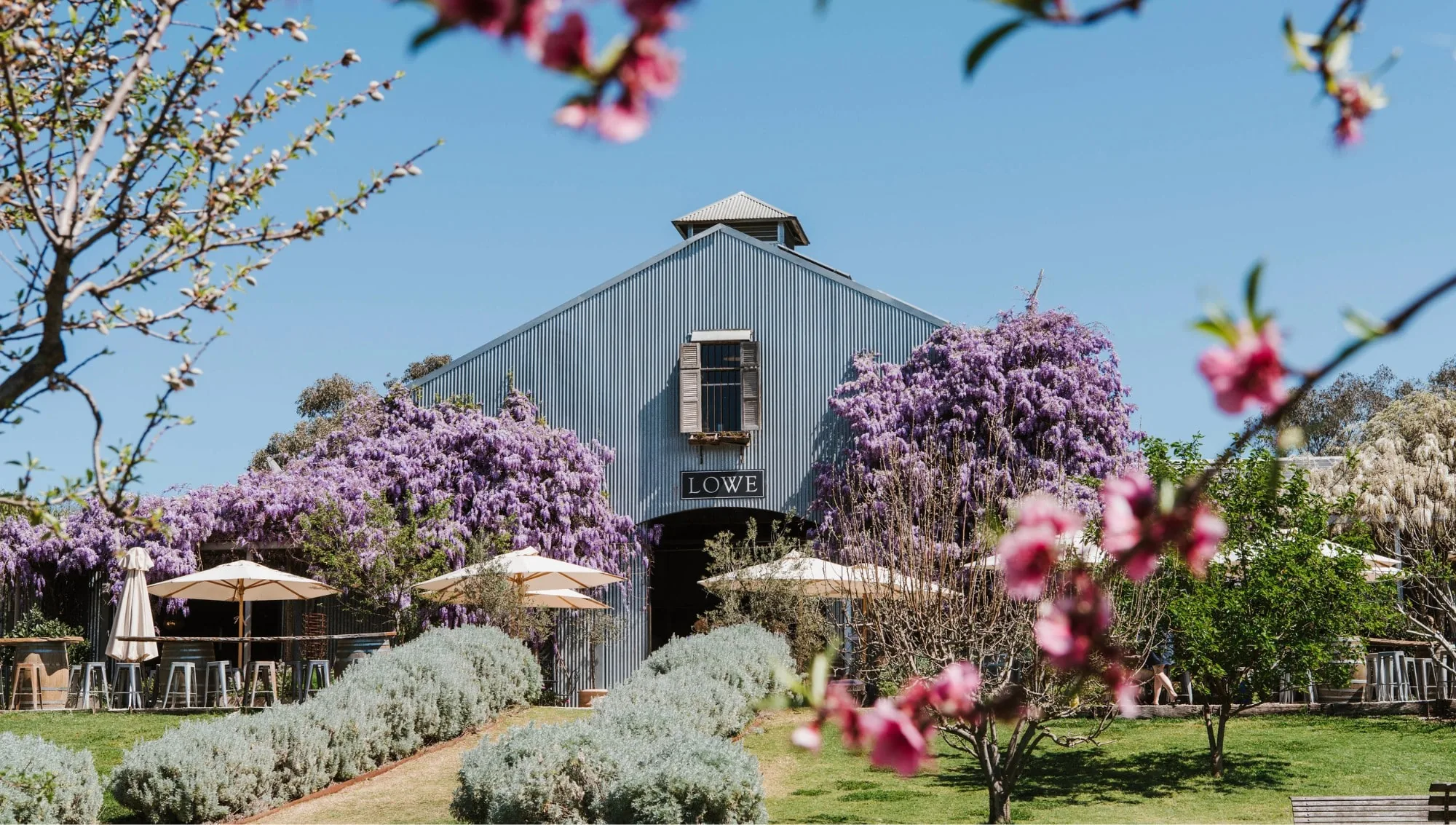 A corrugated iron barn with a Lowe sign, wisteria in purple bloom beside it and pink peach blossom in front