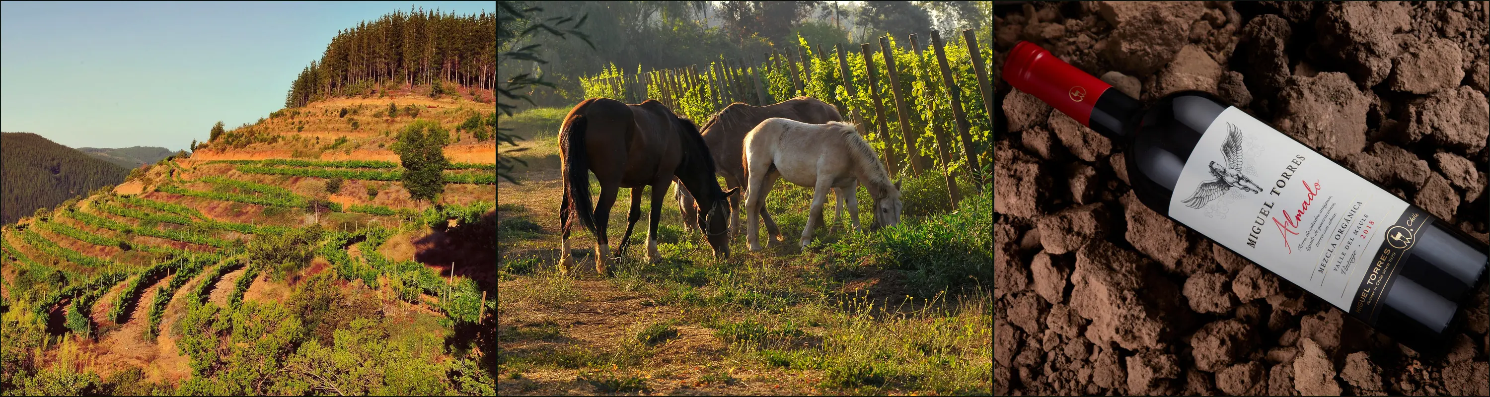 Three photographs: terraced vines on orange soil below pines, horses grazing beside a vineyard, and a Miguel Torres Almado bottle on dry soil