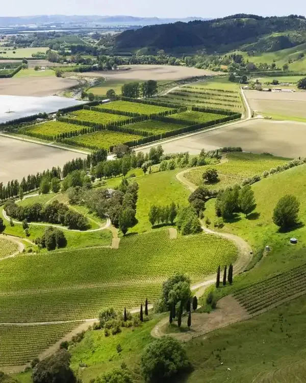 Millton Vineyards