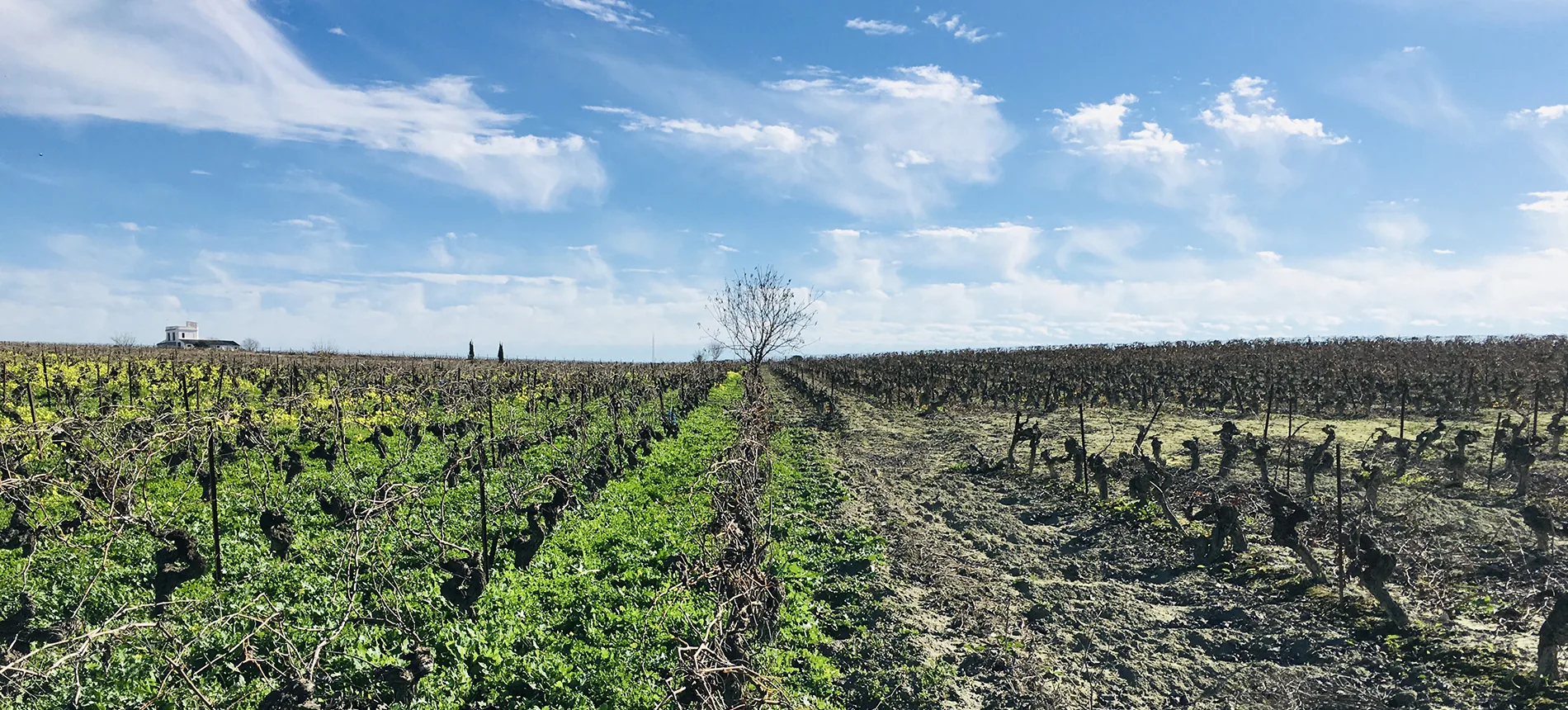 Vine rows reaching a lone bare tree, green cover crop on the left, pale ploughed soil on the right, at Muchada-Léclapart