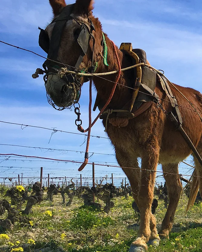 Muchada-Léclapart &mdash; verified Wine producer