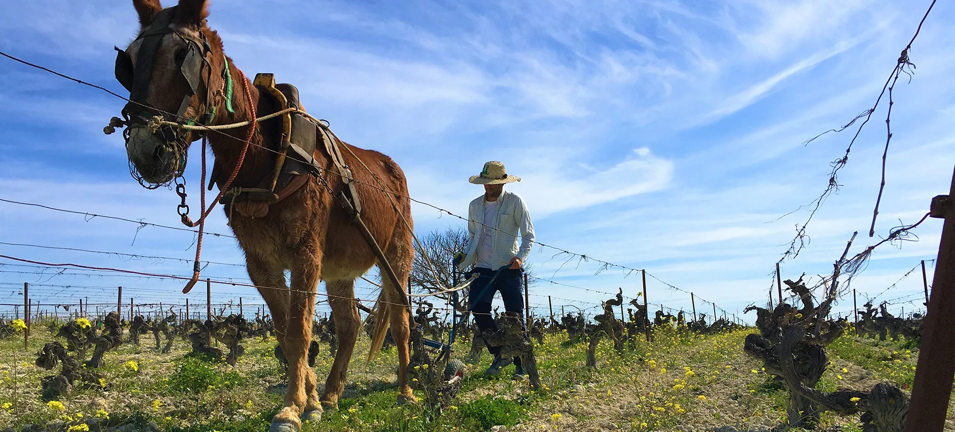 A mule in harness ploughing between old vines, a man in a straw hat guiding the plough, at Muchada-Léclapart