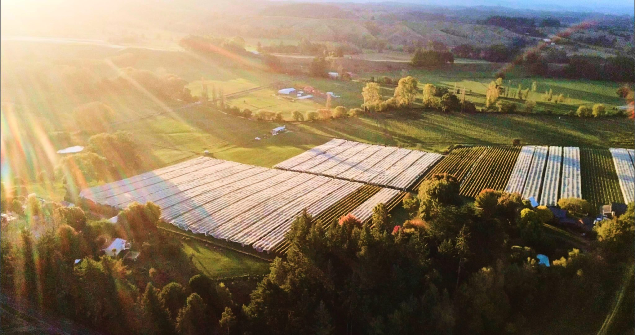 Neudorf Vineyards