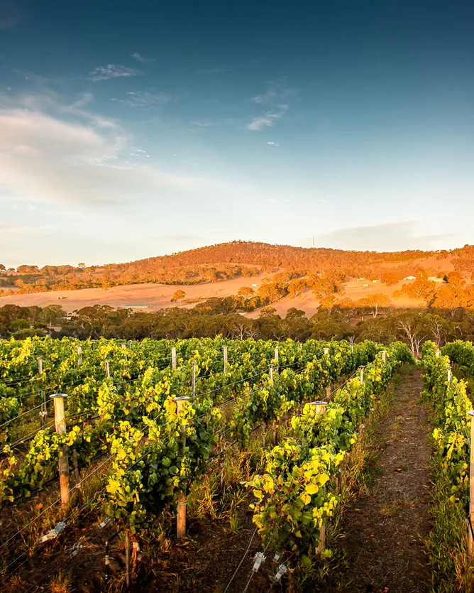 Ngeringa &mdash; verified Wine producer