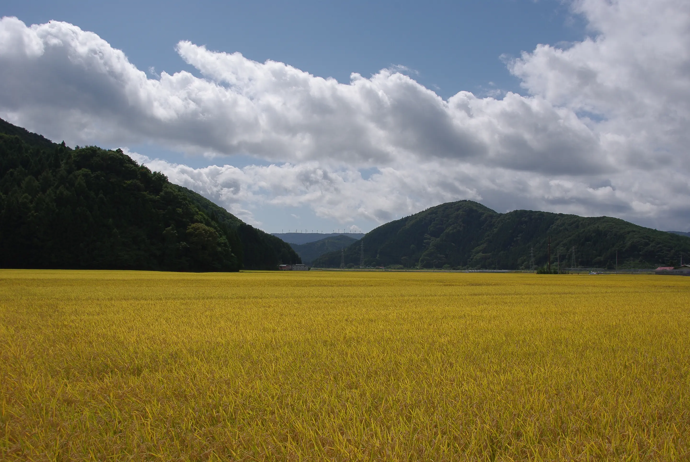 A field of ripe golden rice below forested hills and large clouds, on the shore of Lake Inawashiro in Koriyama