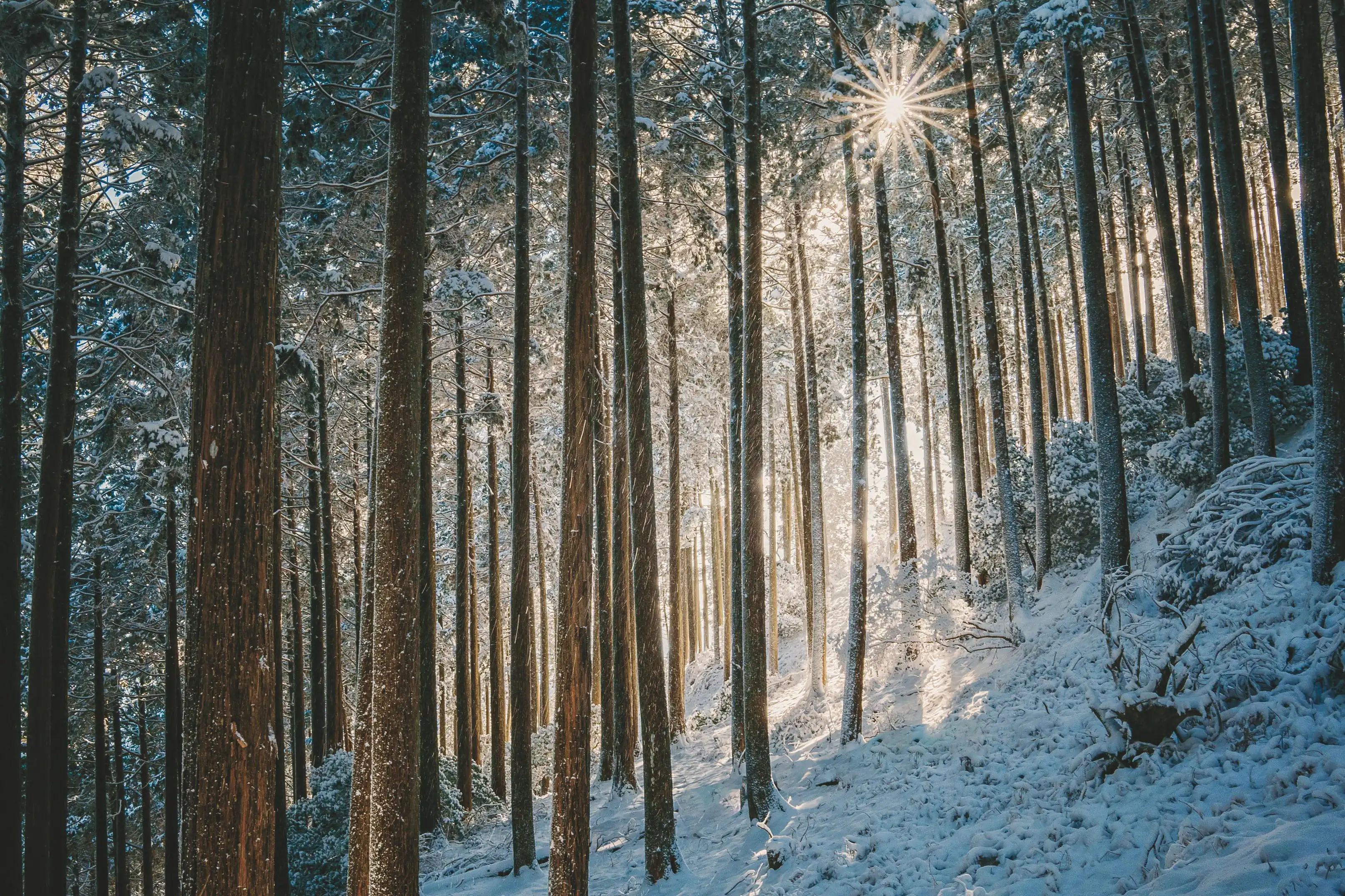 Tall straight tree trunks in a snow-dusted forest on a slope, the low sun breaking through the branches as a starburst