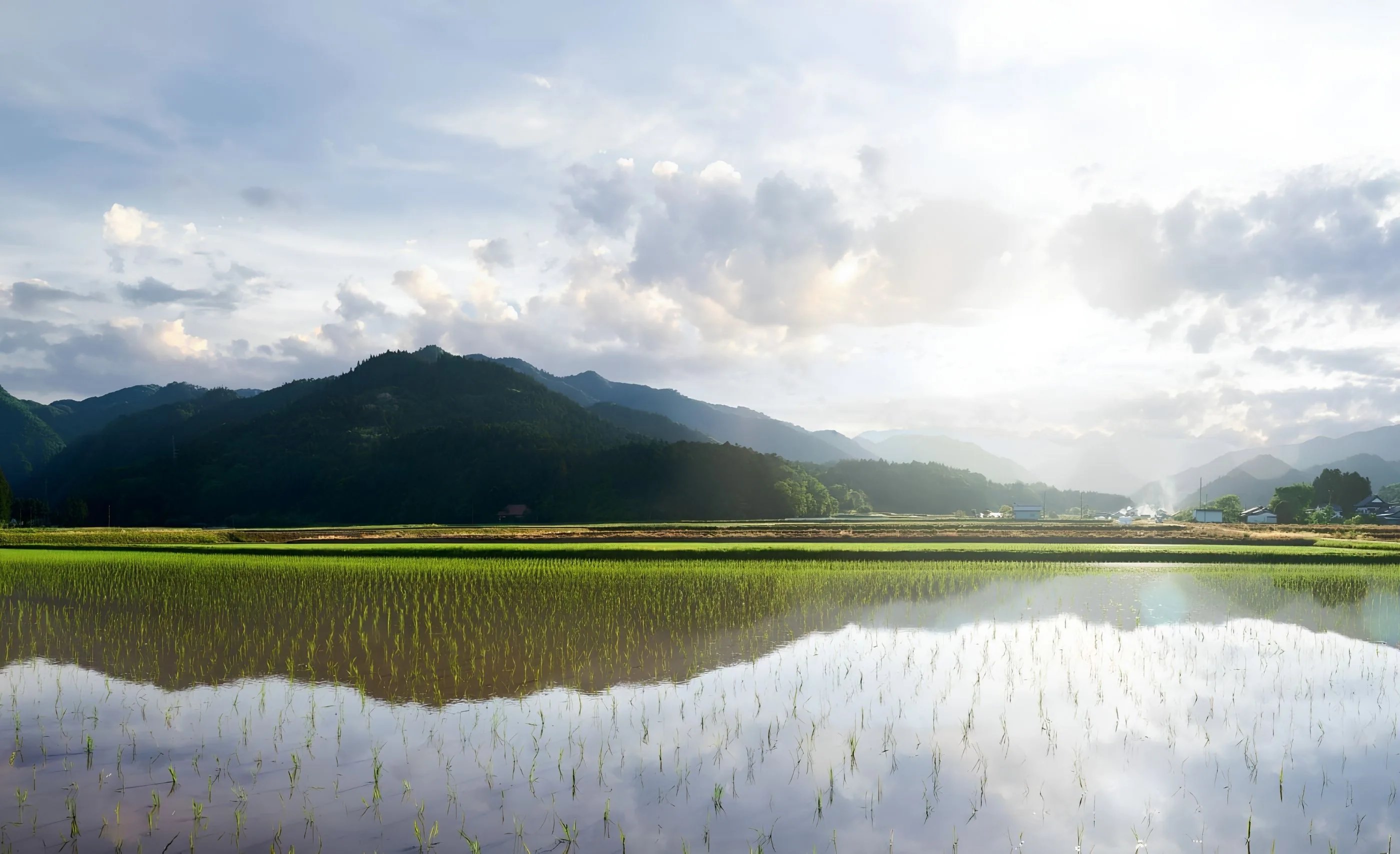 Flooded rice paddies with seedlings in rows, a forested ridge reflected in the water and a few houses at the right edge