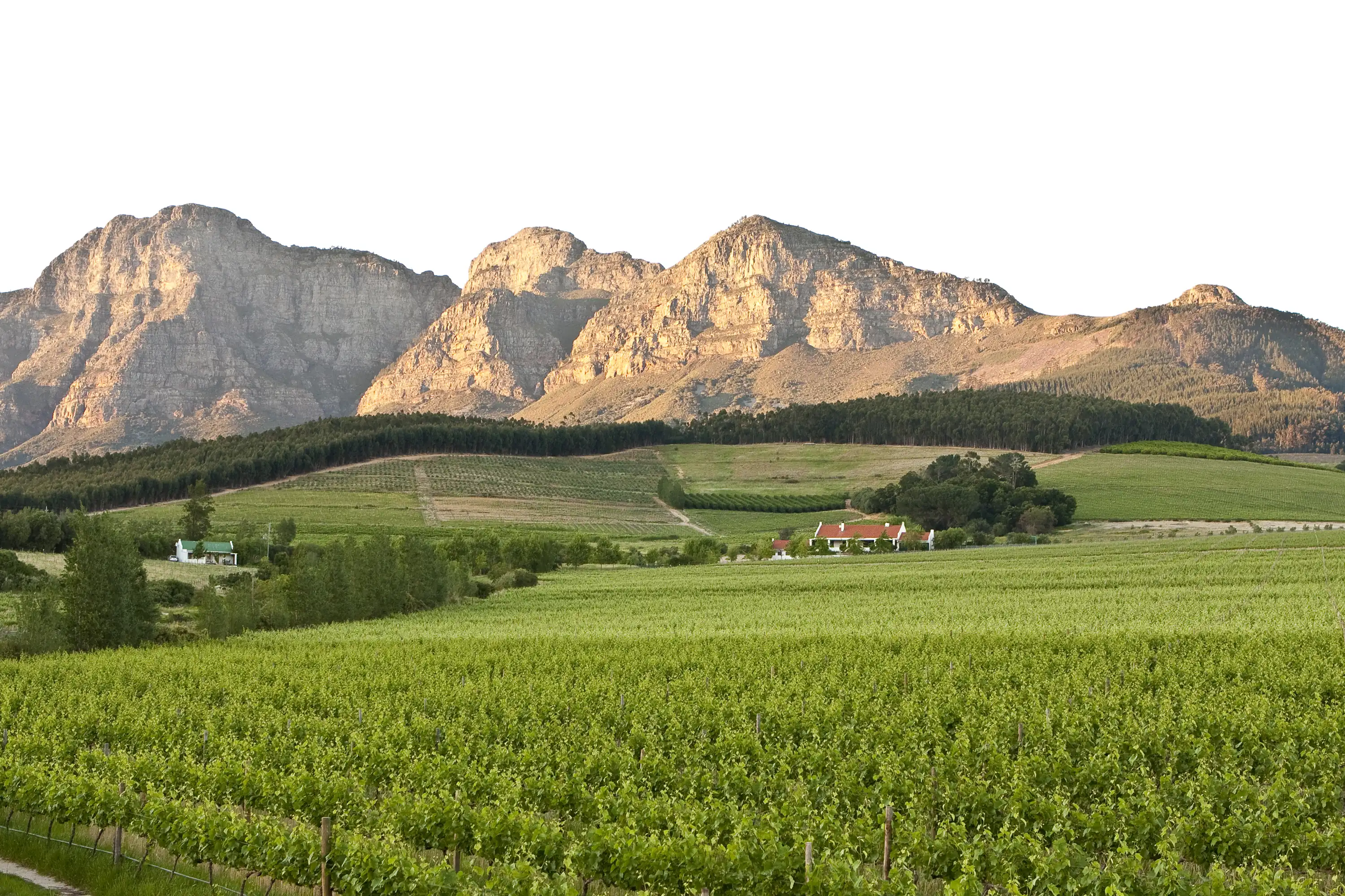 Green vineyard rows below rocky mountain peaks, with two small white farm buildings in the distance