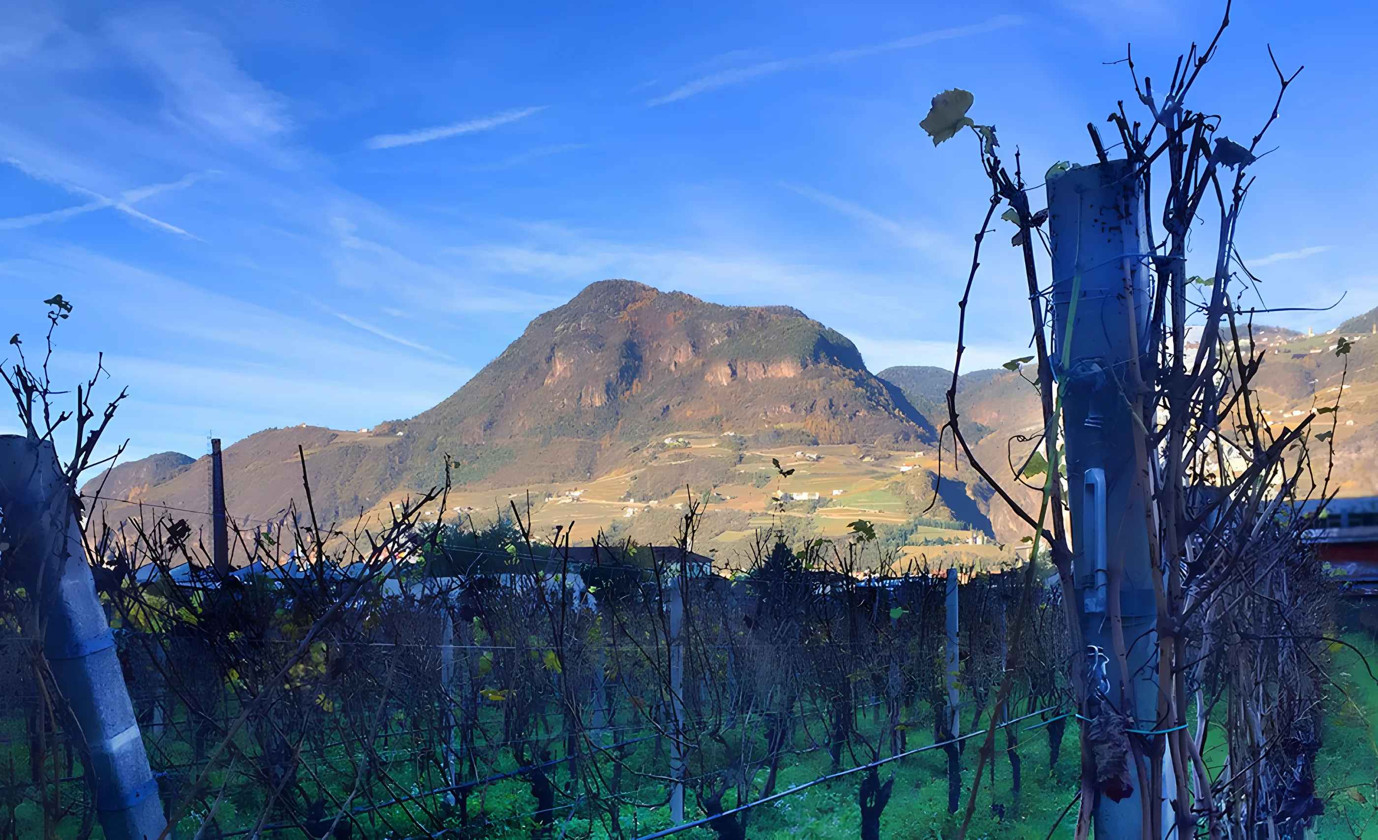 Bare vine canes on posts in the foreground, a rocky brown mountain with scattered farms behind, under a blue sky