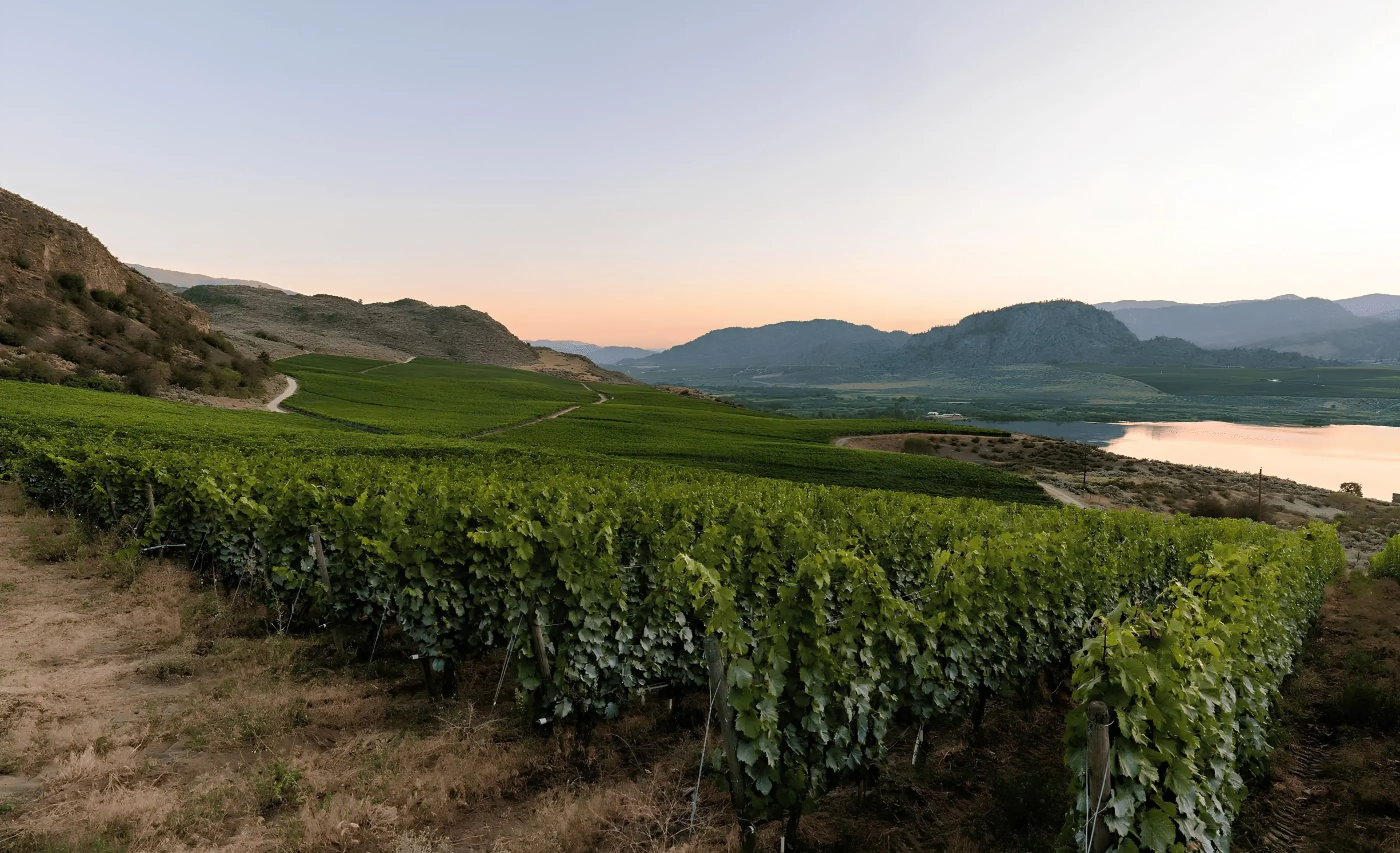 Green vine rows on a dry hillside above water, with brown hills, distant mountains and a pale pink dusk sky