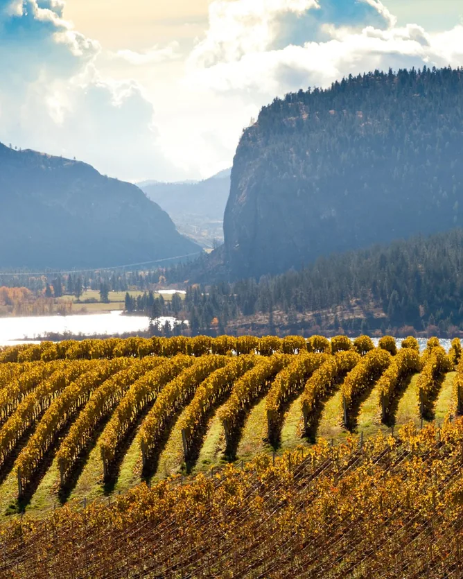 Osoyoos Larose Estate Winery &mdash; verified Wine producer