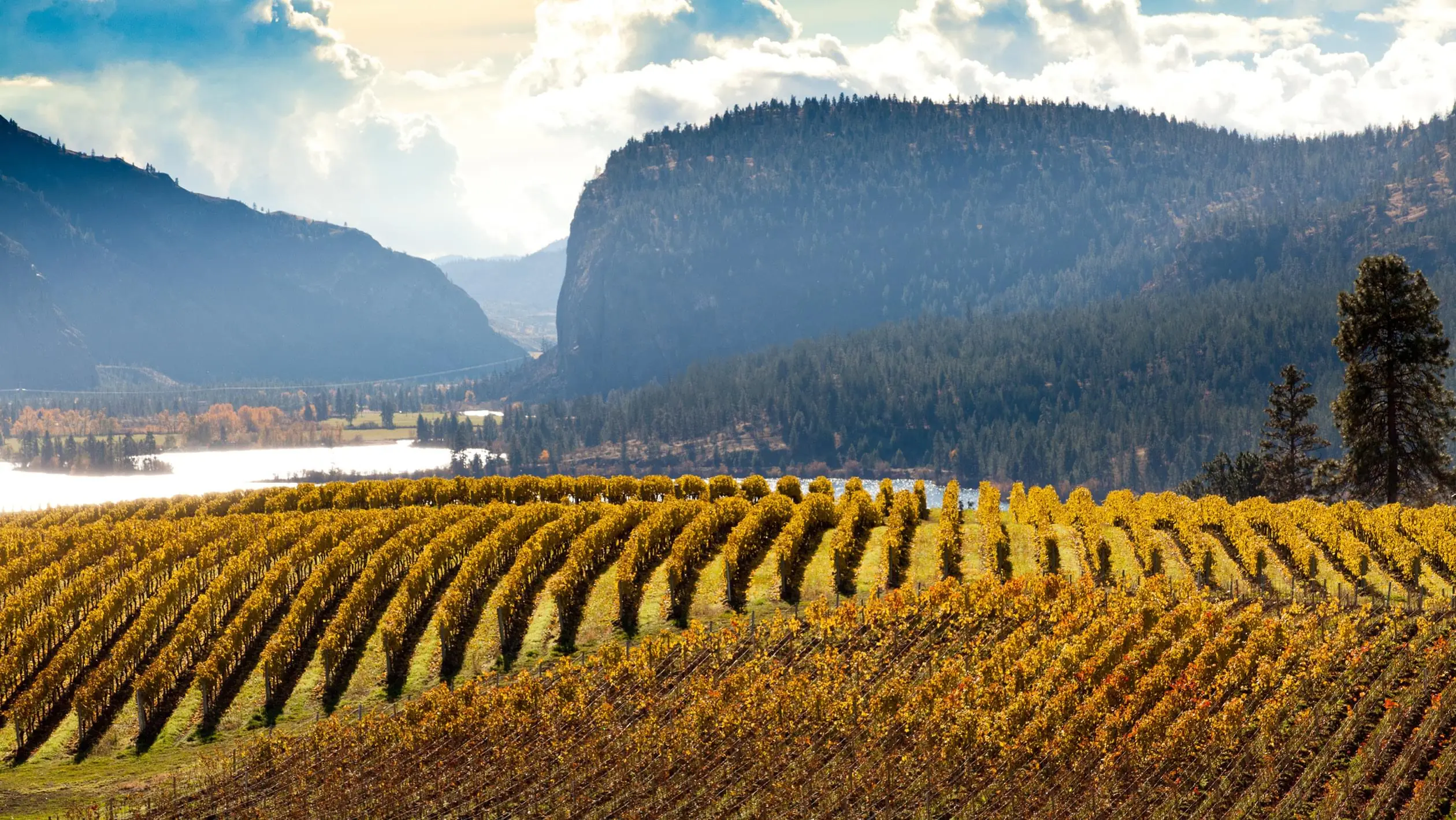Rows of autumn-gold vines on a slope above water, with forested cliffs and mountains behind and pines at the right