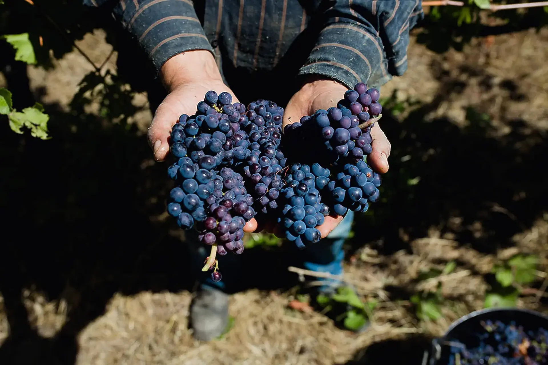 Two hands holding bunches of dark blue grapes in a vineyard, a bucket of picked grapes at lower right, straw on the ground