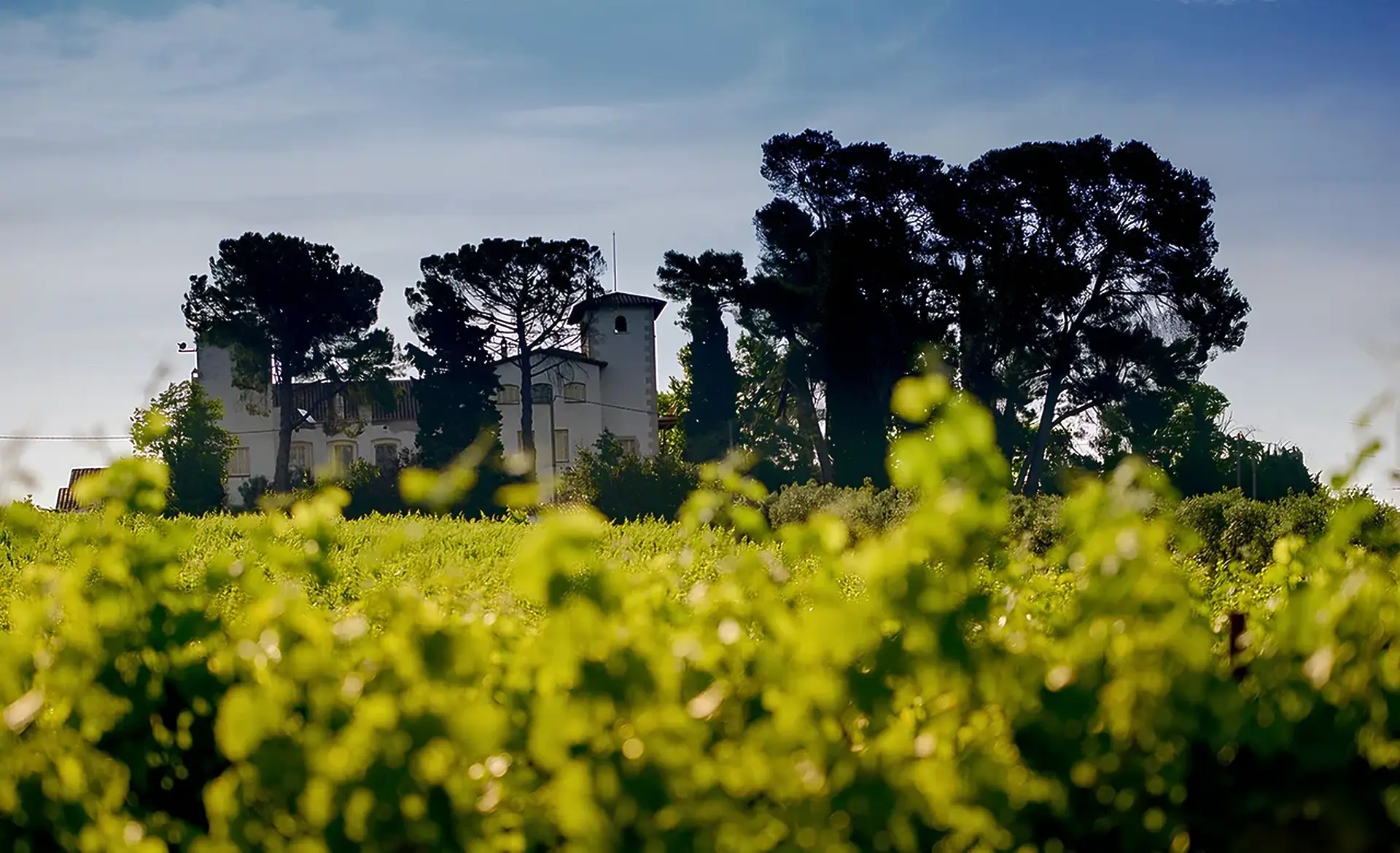 A whitewashed farmhouse with a square tower among tall pines, seen over a green vineyard