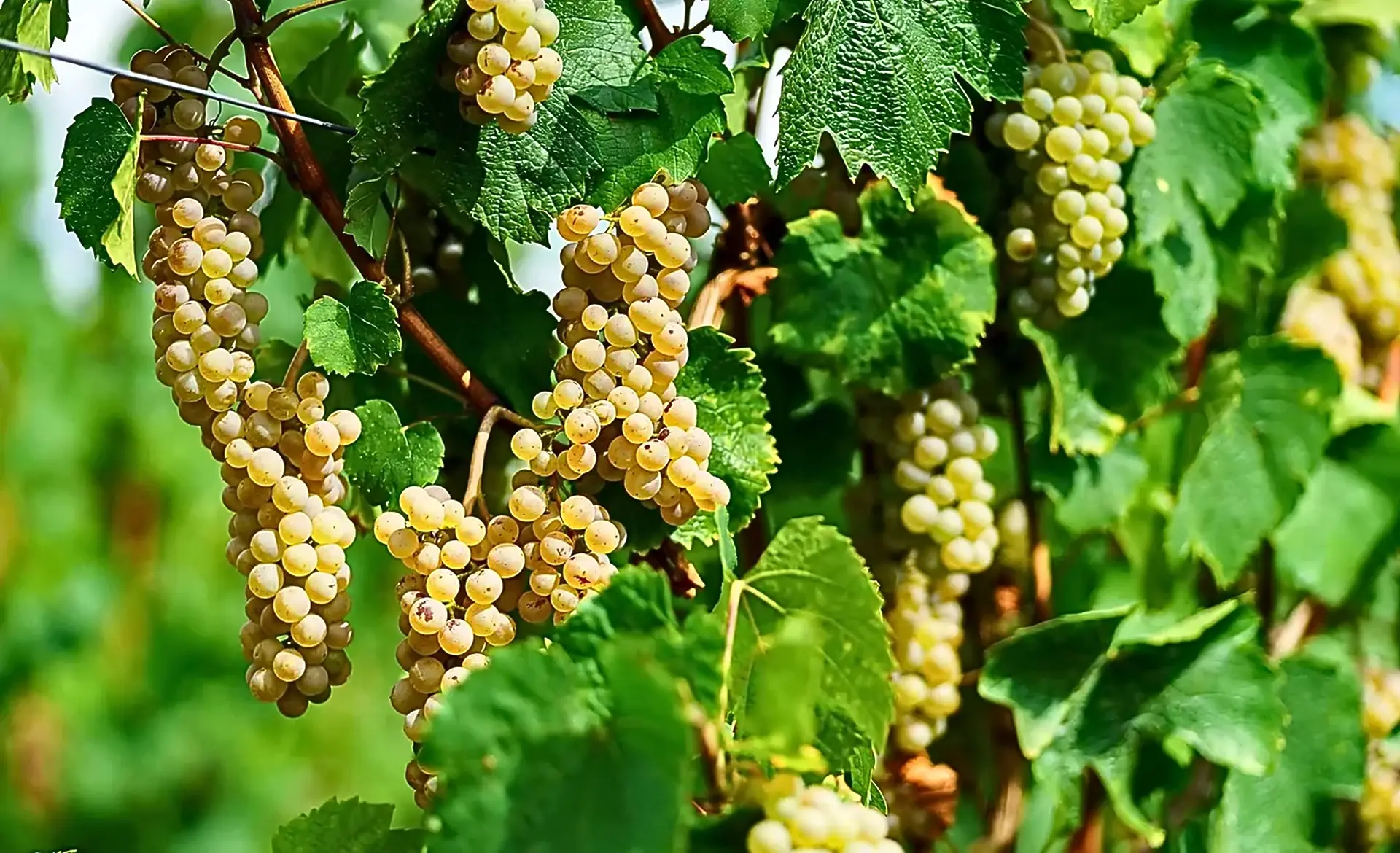 Clusters of pale golden-green grapes hanging among vine leaves, with a green blur behind
