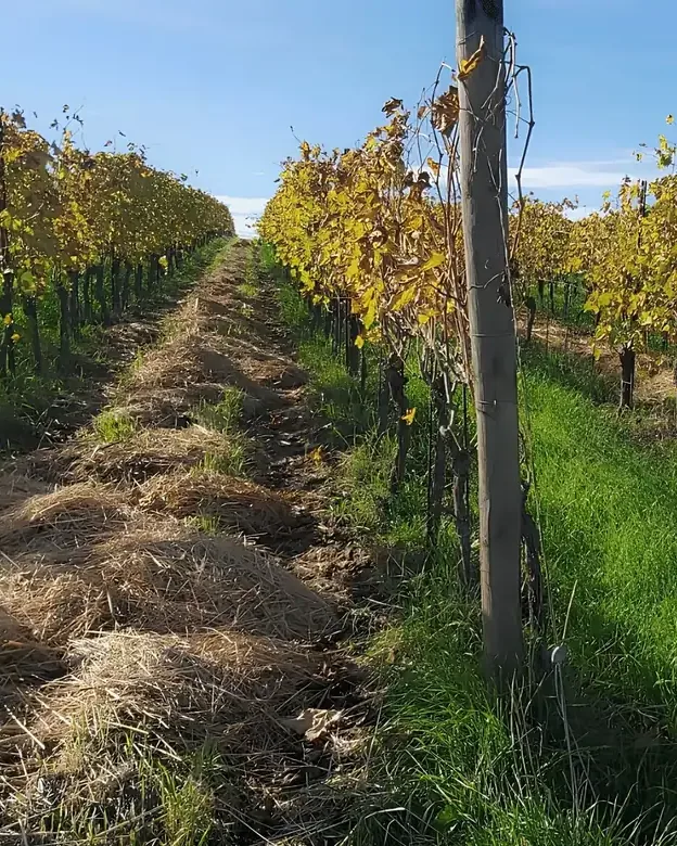 Pievalta &mdash; verified Wine producer