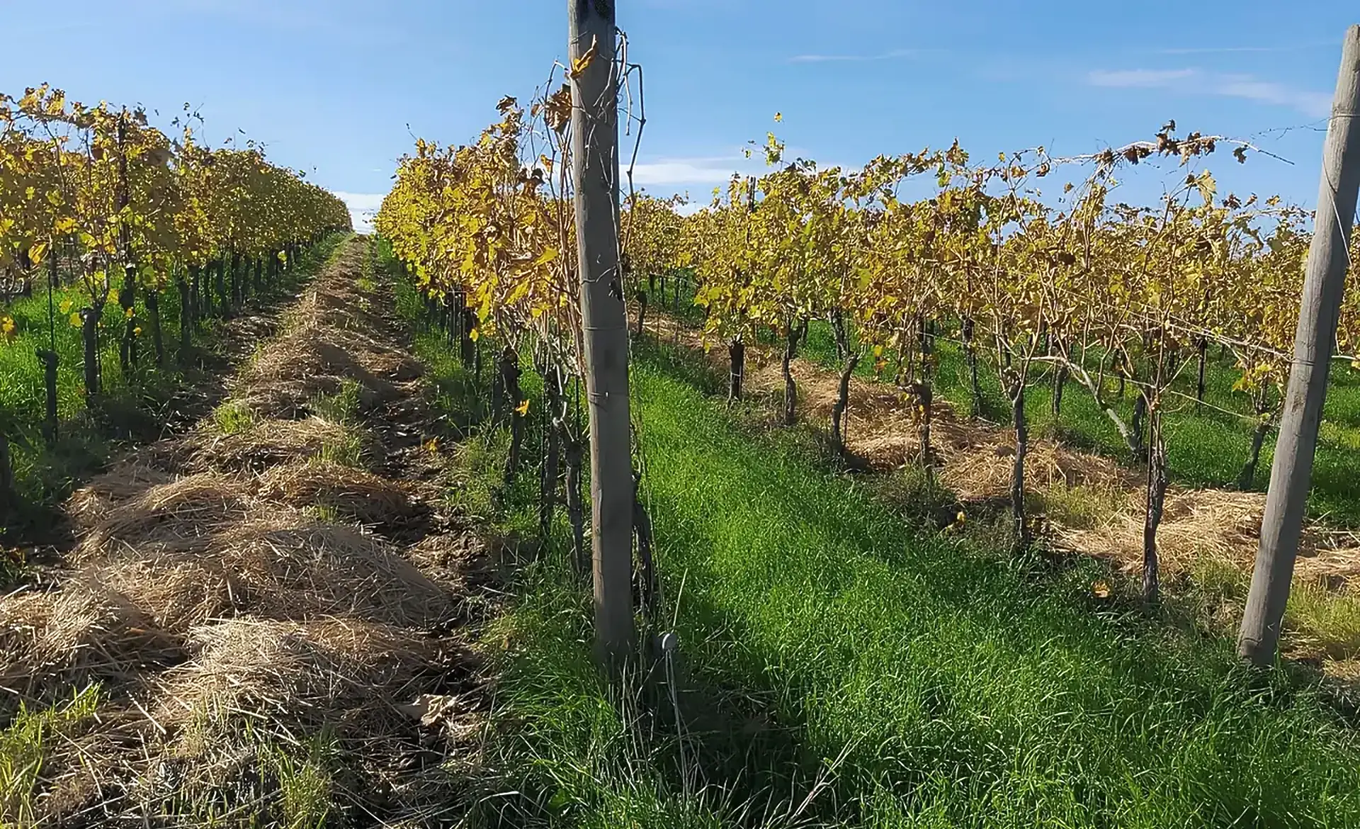 Two alleys between rows of yellowing autumn vines, one covered in straw, the other in long green grass, under a blue sky