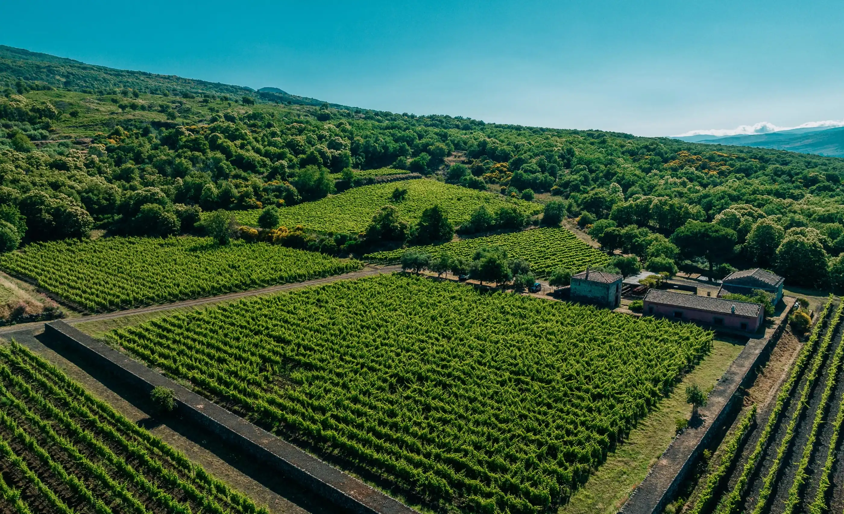 Aerial view of vineyard plots edged by stone walls, small stone farm buildings and a wooded slope, with hills in the distance