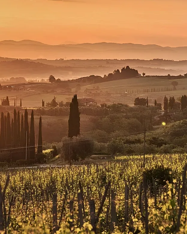 Poliziano &mdash; verified Wine producer
