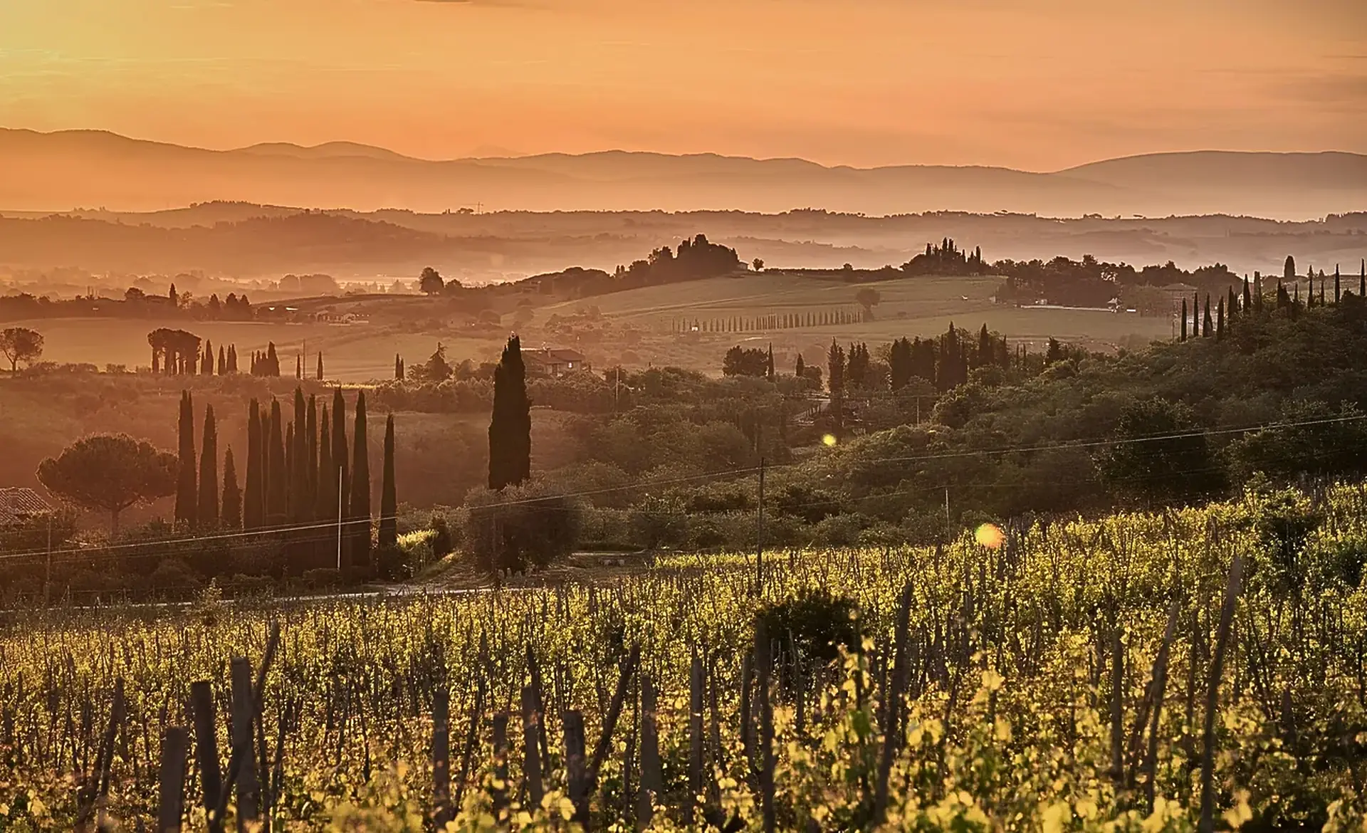 Vines in the foreground and cypress trees, farmhouses and layered hazy hills beyond, under an orange sunrise sky