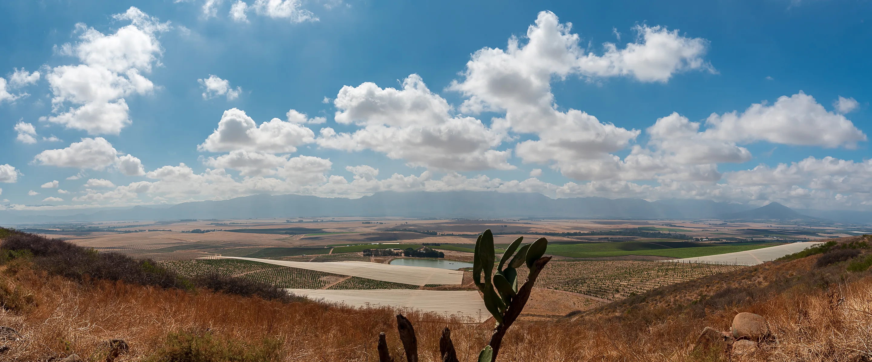 Panorama from a dry, grassy hilltop over vineyard blocks, a dam and a wide plain to distant mountains, a prickly pear in front