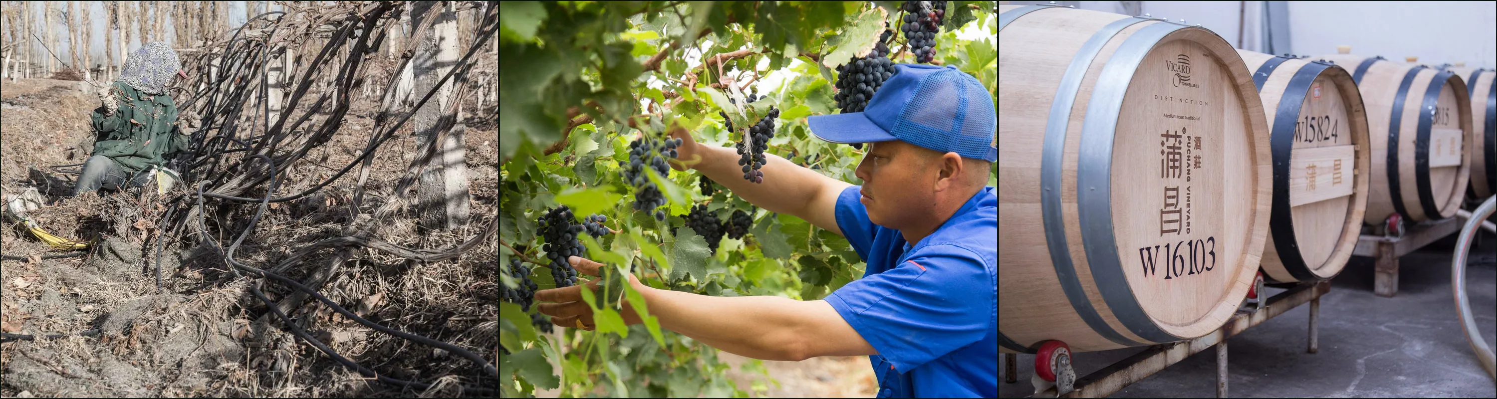 Three photographs at Puchang Vineyard: a worker among bare vine canes in winter, a man picking black grapes, branded oak barrels