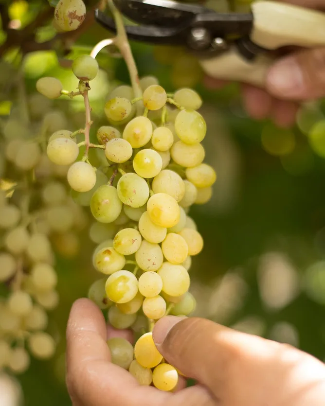 Puchang Vineyard &mdash; verified Wine producer