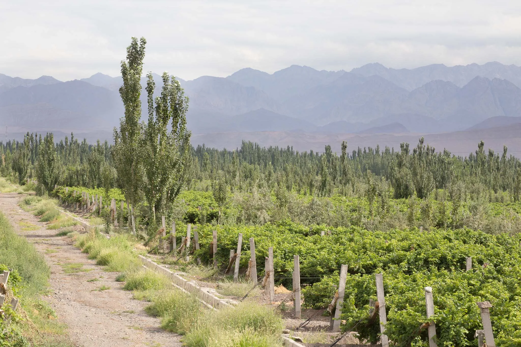 A gravel track beside trellised vines and a concrete channel, with poplars and a mountain range behind, at Puchang Vineyard