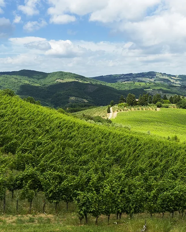 Querciabella &mdash; verified Wine producer