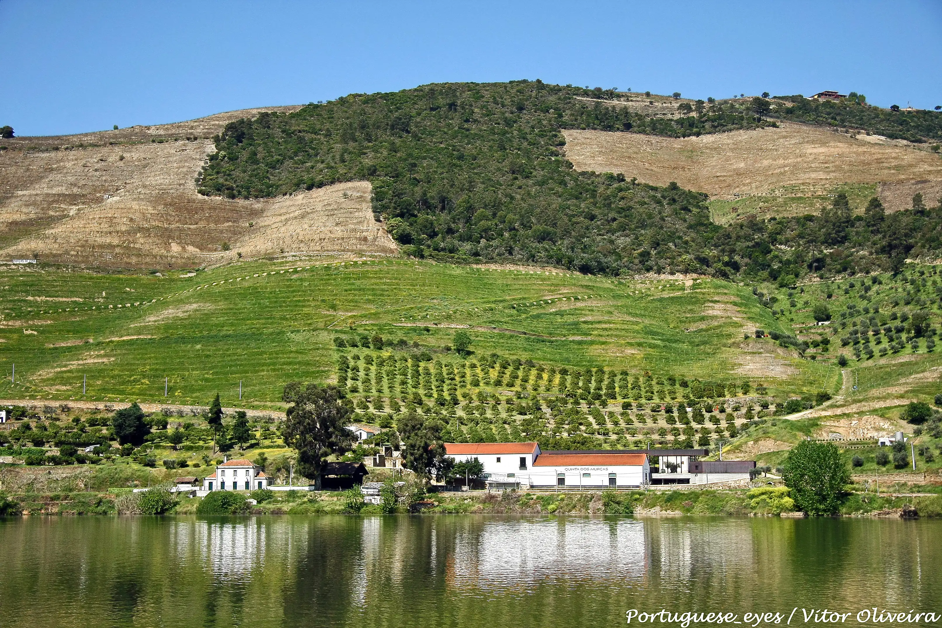 Quinta dos Murças across the Douro: the winery buildings at the water's edge below planted slopes, olive groves and wooded hills
