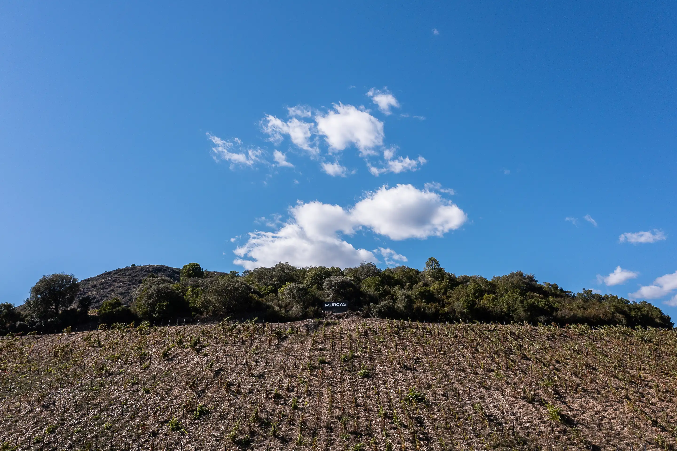 The steep VV47 vineyard at Quinta dos Murças in early leaf, below a wooded ridge and the estate's sign, under a blue sky