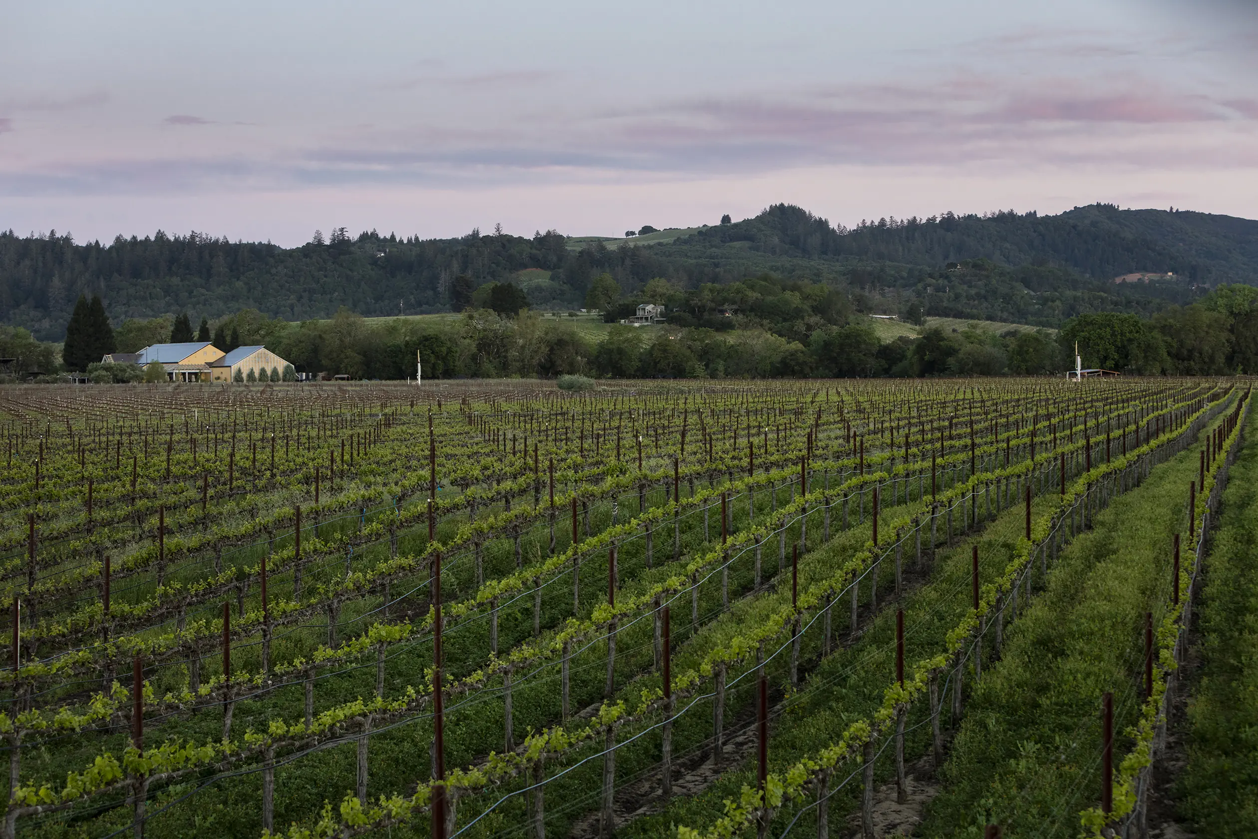 Trellised vine rows with green ground cover running to pale yellow winery buildings under a pink sky, at Quivira Vineyards