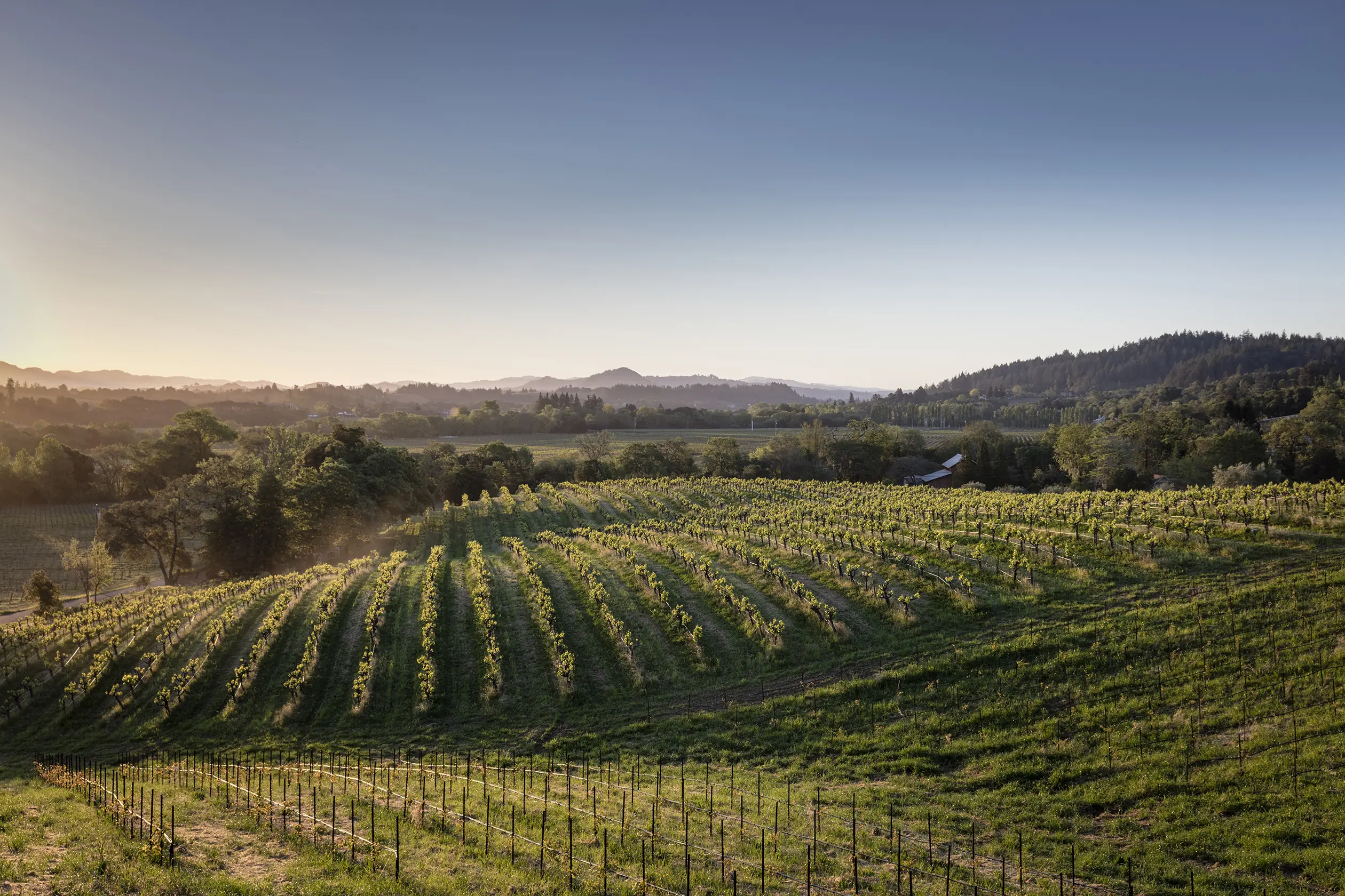 Vine rows with fresh green growth curving across a rolling hillside, with wooded hills and hazy ridges beyond in early light