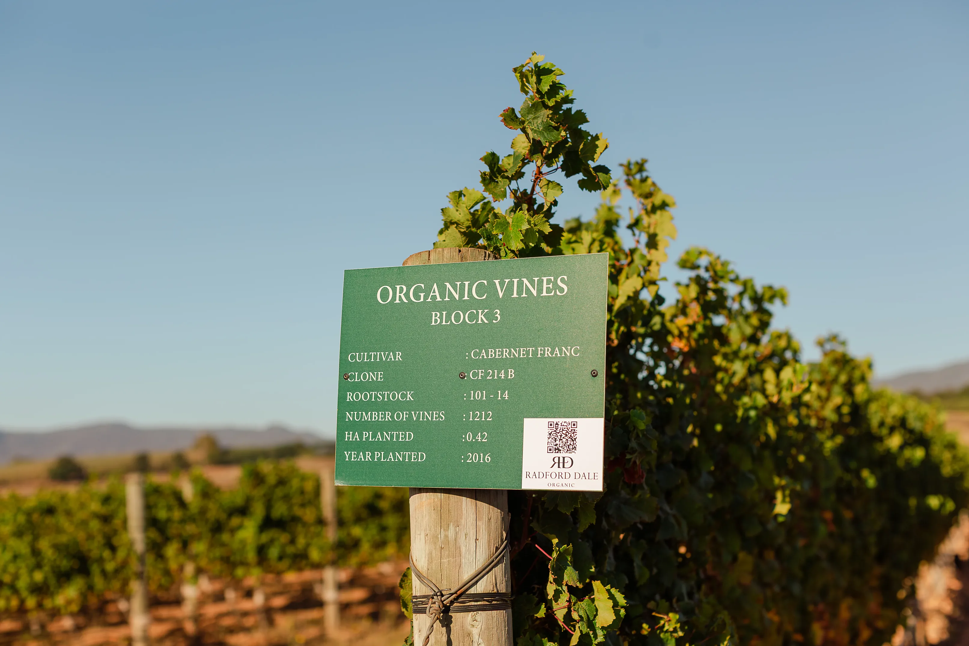 A green vineyard block sign for Cabernet Franc with the Radford Dale logo and a QR code, on a post beside a leafy vine