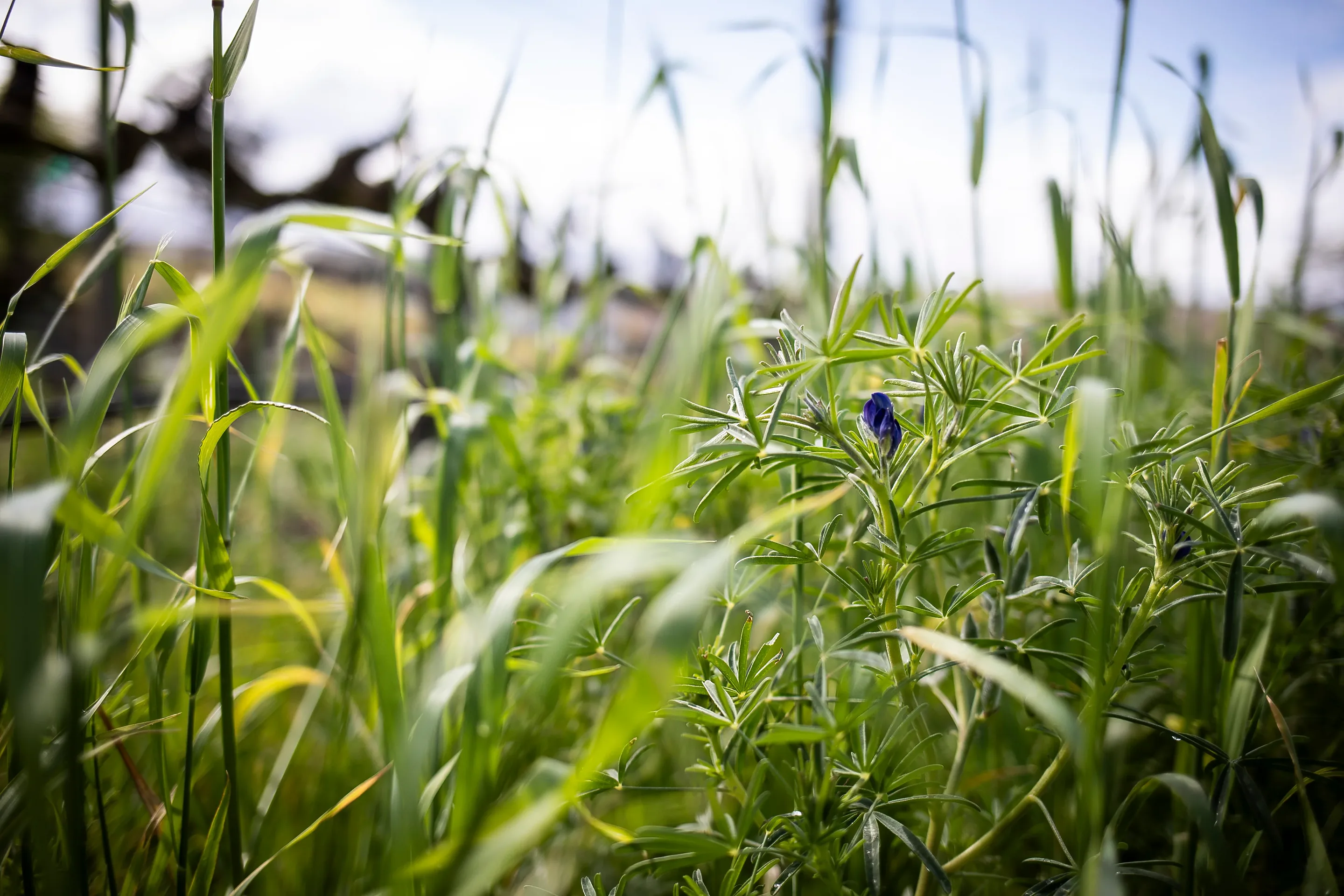 Tall green grasses and a blue-flowered lupin growing between vine rows, with vine trunks blurred in the background