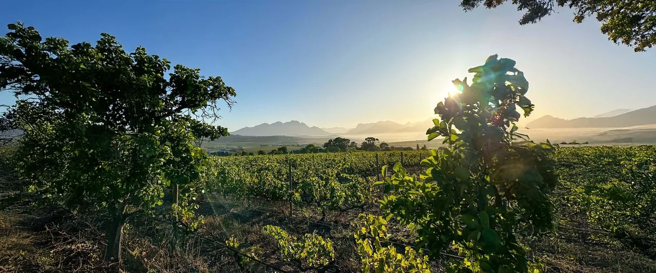 Reyneke Wines