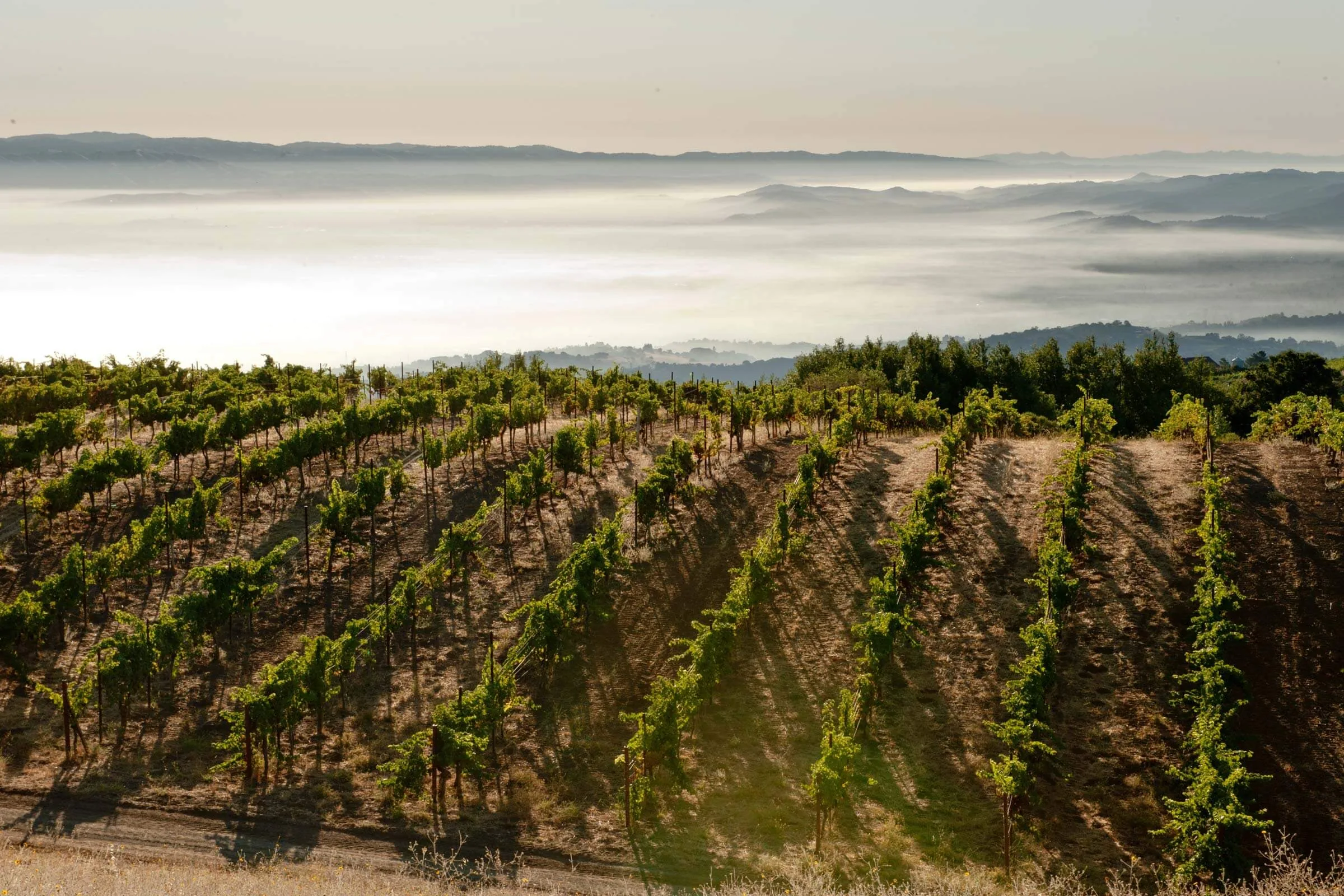 Vine rows on a sunlit hillside above a valley filled with fog, with distant ridges and a line of trees along the crest