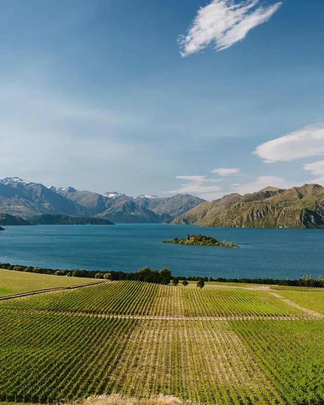 Rippon Vineyard
