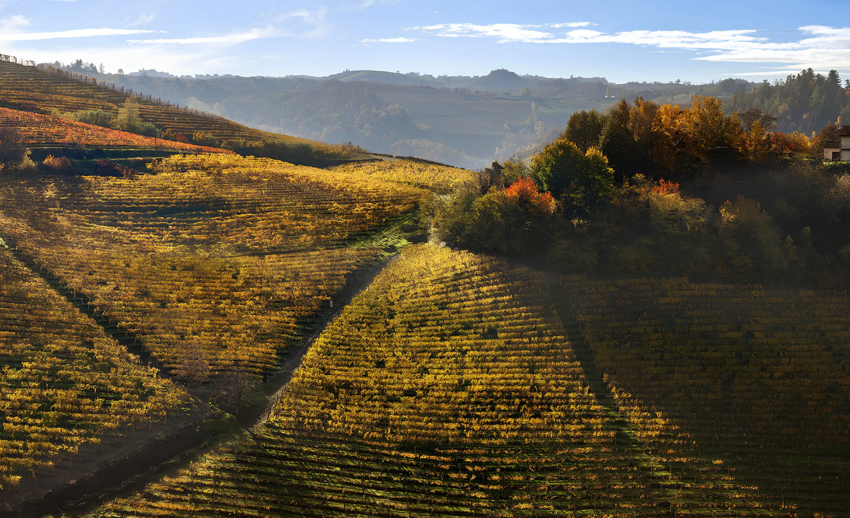 Autumn vineyards in gold and orange on steep Langhe slopes in low sun, with a wooded crest and a farmhouse at the right edge
