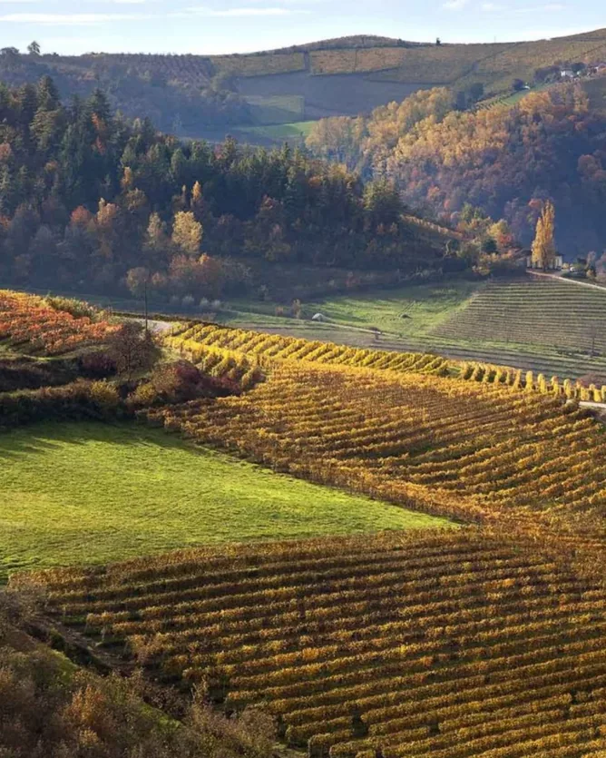 Rivetto &mdash; verified Wine producer