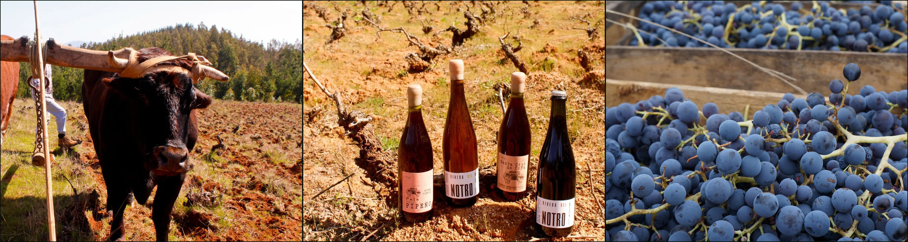 Three photographs: an ox in a wooden yoke beside ploughed red soil, Roberto Henríquez bottles before old bush vines, crates of black grapes