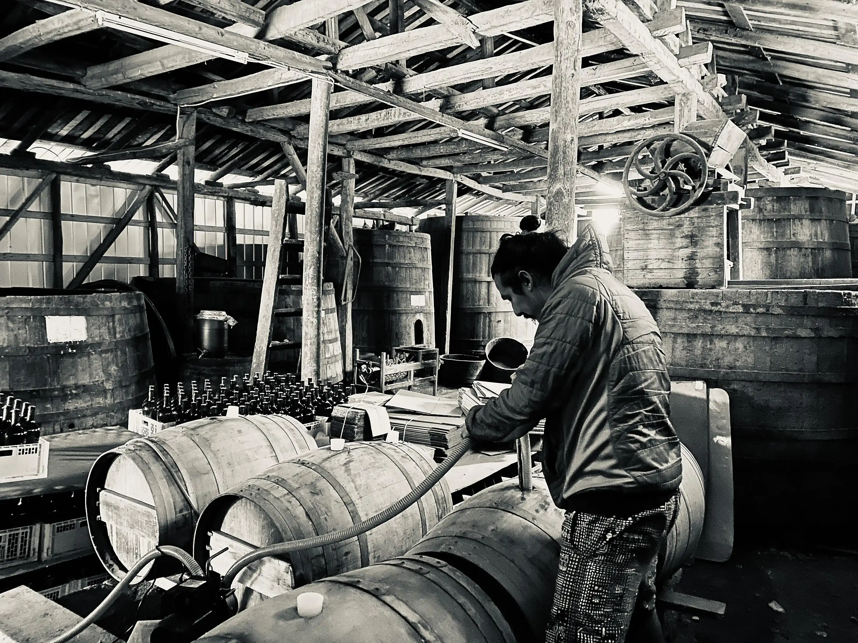 Black-and-white view of a man in a quilted jacket filling barrels with a hose in a timber-framed cellar, vats behind
