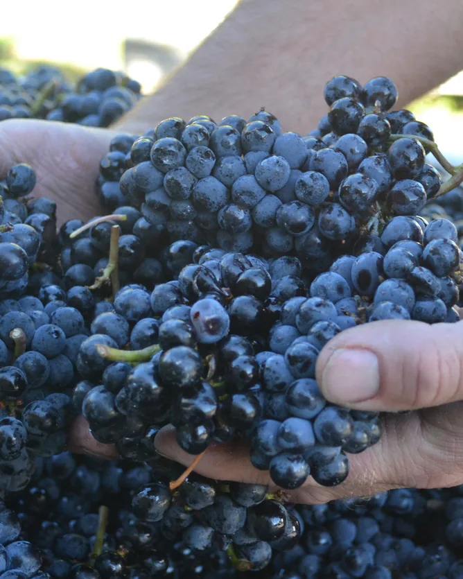 Robin Ridge Winery &mdash; verified Wine producer