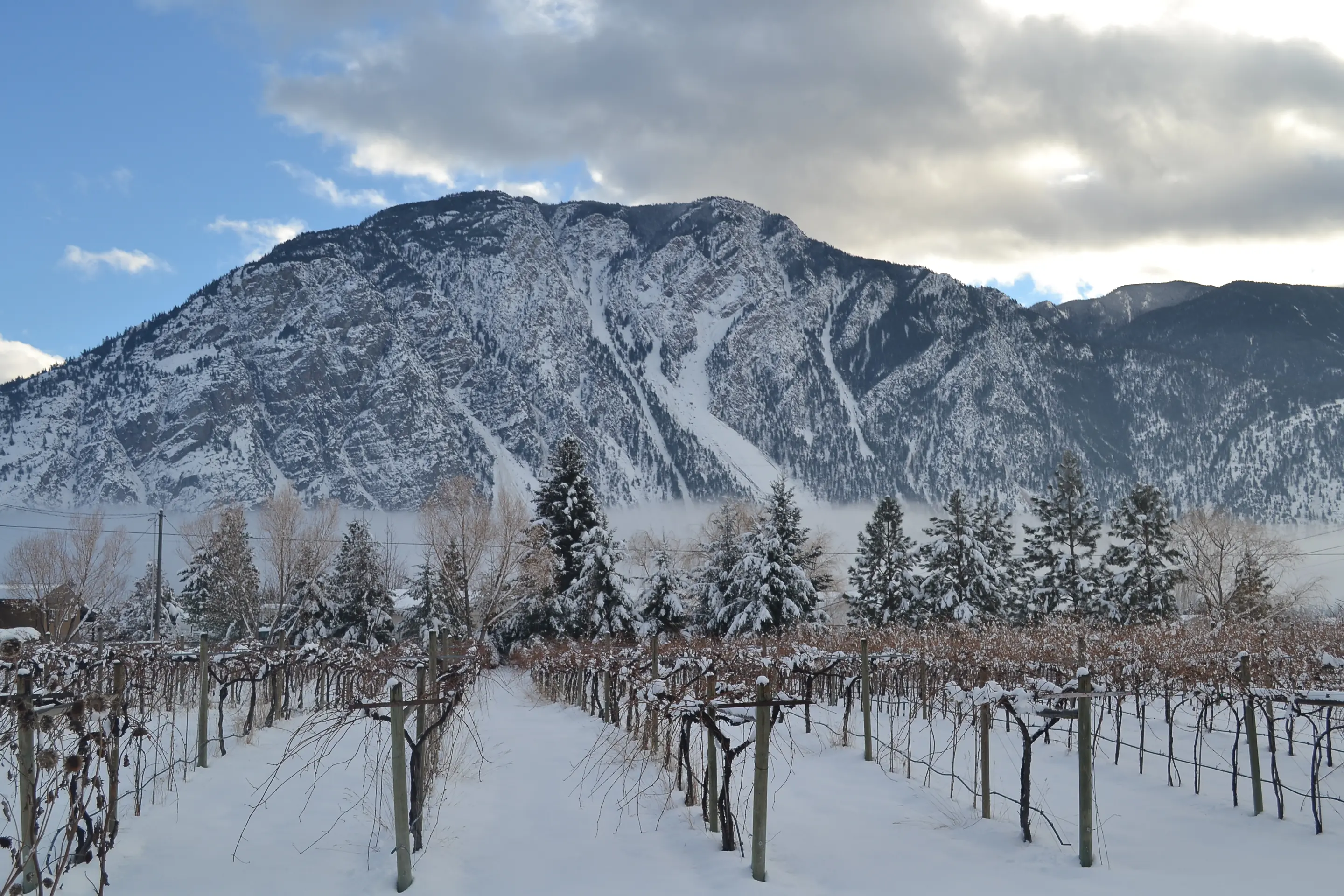 Snow-covered vine rows on trellises, with snow-laden firs and a steep snowy mountain behind