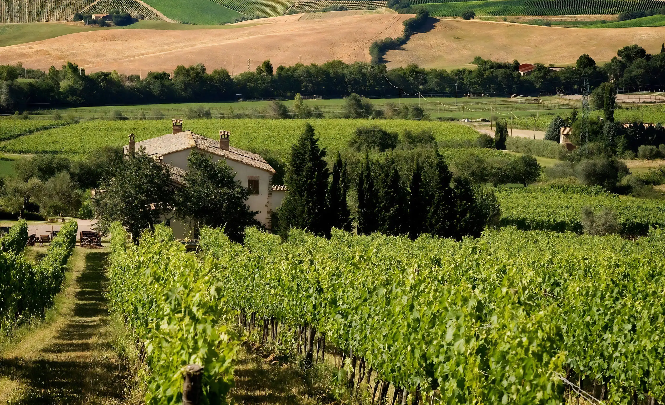A stone farmhouse behind cypress trees and green vine rows, with a pale stubble field and hills beyond