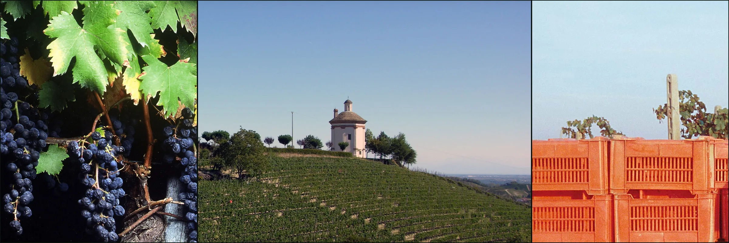 Three photographs: black grapes on the vine, a chapel above vineyard slopes, stacked orange harvest crates at San Fereolo