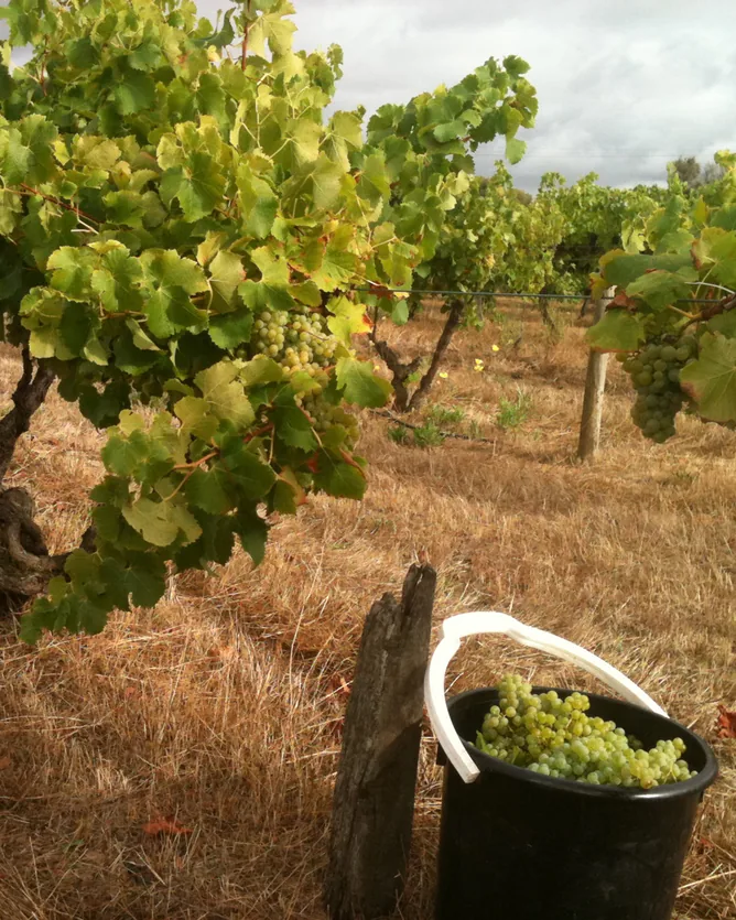 Smallfry Wines &mdash; verified Wine producer