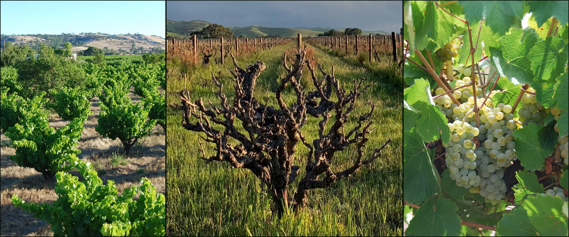 Three photographs: bush vines in leaf, a gnarled old vine in spring grass, pale green grapes on the vine, at Smallfry Wines