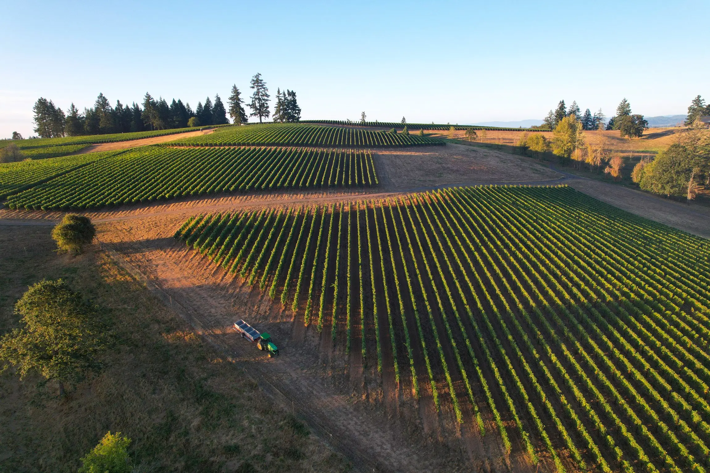 Aerial view of long vine rows on rolling hills in low sun, a green tractor with a trailer on bare soil and conifers along the ridge
